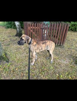 Deutsche Dogge mit Ahnentafel - Kronshagen