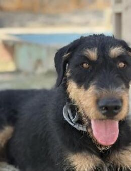 Pepa - sanfte Seele sucht ein Zuhause - Bad Camberg