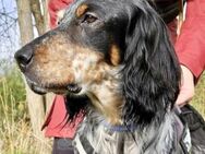 Traum-Setter GLENNY sucht Traumfamilie - Sehnde