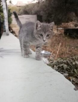 Murphy aus dem Tierschutz - Grevenbroich