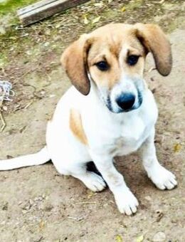 Amigo, hübscher Hundekumpel, ca. 7 M - Vaterstetten