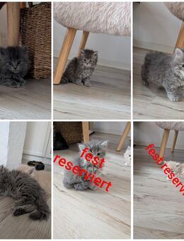 Britisch Langhaar Kitten - Leipzig