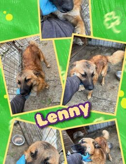 Süßer Lenny- bald auf Pflegestelle! - Nürnberg