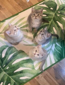 Britisch Kurzhaar Kitten Abgabe 23.11 - Neubukow