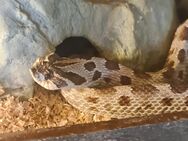 1.0 Hakennasennatter - Heterodon nasicus anaconda - Berlin Treptow-Köpenick