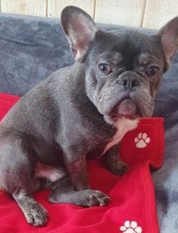 HANK - unser Tierschutz Bully - Wettenberg