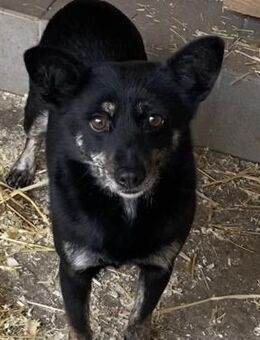 Cikta, Hündin, Mischling - Nörten-Hardenberg