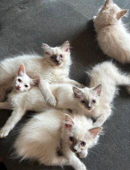 Zauberhafte Ragdoll Kitten – liebevoll aufgezogen & an Hunde gewöhnt 🐶🐱 - Köln