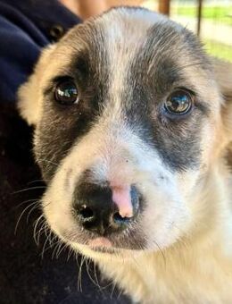 ELFIE ~ ganz entzückende junge Lady - Duisburg