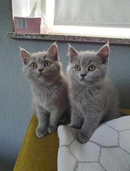 Britisch Kurzhaar Kitten (weiblich) - Kyritz