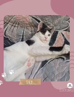 Kätzchen Sky sucht ihre Dosis - Lalendorf