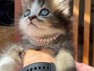 Zuckersüße Katzen Kätzchen Kitten in vielen Farben Abgabebereit - Zossen