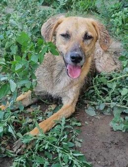 Camillo♥️ Sucht sein eigenes Körbchen 🙏 - München
