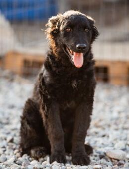 Chandler 💗 aktiv, klug, so freundlich - Hamburg