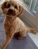 Pudel apricot black and Tan Träger Deckrüde mit Ahnentafel in 31167