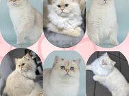 BKH Kitten Golden Point - Burscheid