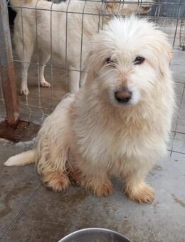 SIR HENRY - 40 cm, verschmust, wuschelig - Weilheim (Oberbayern)