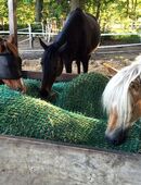 Suche Stallhilfe in 4900