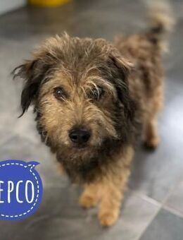 Pepco möchte nur geliebt werden - Flörsheim-Dalsheim