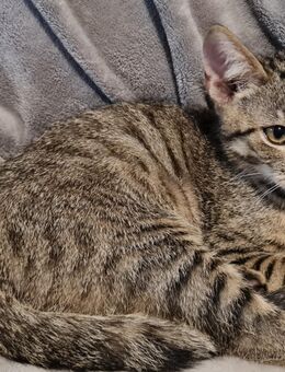 Kleiner süßer Kater abzugeben - Borgholzhausen