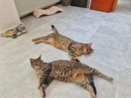 Katzen (Geschwister) - Philippsburg