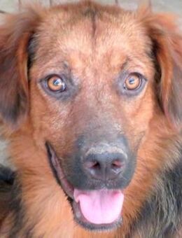 Novak -toller Hund, guter Charakter- - Oldenburg