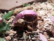 Griechische Landschildkröten - Bodenwerder (Münchhausenstadt) Zentrum