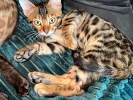 Bengal Kitten in Leoparden Optik - Wriezen