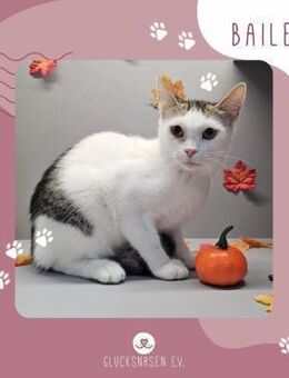 Lieber Kater Bailey sucht seine Dosis - Lalendorf