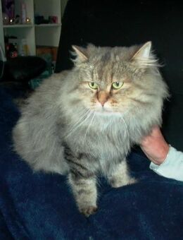 Tiger unser Wunderschöner Türkisch Van / Türkisch Angora Mix - Garbsen