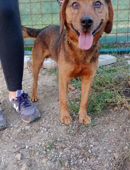 BAILEY - mein neues Leben genießen - Overath