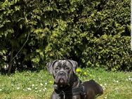 Cane Corso Mädchen Reinrassig - Heidenheim (Brenz)