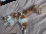 🐱Kuschel-Duo Pic & Poc💞 - Eislingen (Fils)