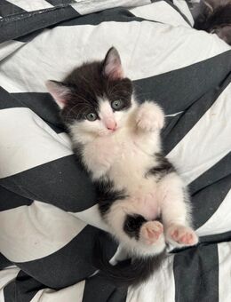 BKH EKH Mix - Göppingen