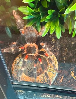 Brachypelma auratum Weibchen adult KL ca. 6 cm mit Terrarium - Mering
