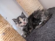 Reinrassige Maine coon Babys ❤️ - Hohenfels (Bayern)