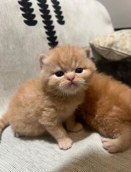 Perser Britisch Kurzhaar Kitten Abgabe ab der 12. Woche Jetzt reservieren! - Duisburg
