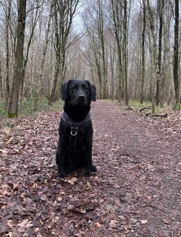 Treuer Familienhund sucht liebevolles Zuhause - Papenburg