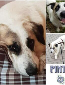 PINTO * Hund wie ein Baum. Kleiner Baum - Duisburg