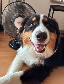 Hund abzugeben - Weil (Rhein)