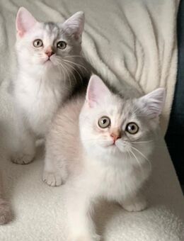 Britische Kurzhaar noch 2 Kitten - Werlte