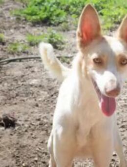 Emma, etwas schüchtern - Kettershausen