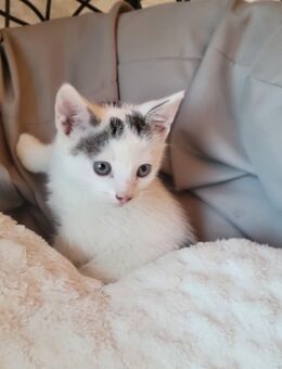Süßes Babykitten/ Katze - Rahden