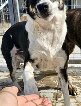PEACH sehnt sich nach Ruhe - Weilheim (Oberbayern)