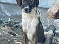 🍂 Welpenmädchen Christie 🐕 - Eislingen (Fils)