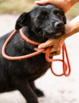 Ebony 💗 verträglich, lieb, offen! - Hamburg