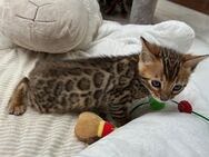 Bengal kitten mit Stammbaum - Dortmund