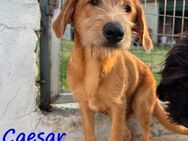 Caesar verspielter Welpe 01/25 GRC - Ruppertsecken