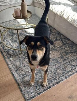 AARNE - sportlicher Jungrüde - Kallmünz