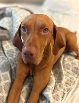 Ace - ist liebevoll - Löwenberger Land